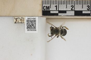 Media type: image;   Entomology 785936 Aspect: Labels